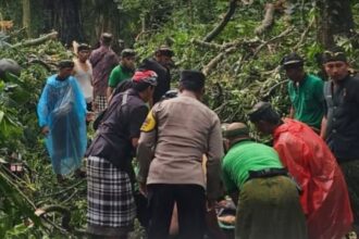 Pohon tumbang di Monkey Forest Ubud yang merenggut 2 korban jiwa. Foto: IG @infobali.viral