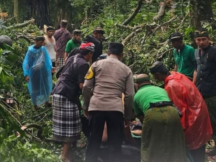 Pohon tumbang di Monkey Forest Ubud yang merenggut 2 korban jiwa. Foto: IG @infobali.viral