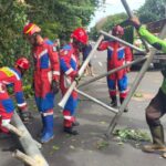 Kondisi sejumlah Damkar saat mengevakuasi pohon Kapuk yang tumbang dan tiang rambu di Jalan Raya Bogor, Kelurahan Susukan, Kecamatan Ciracas, Jakarta Timur, pada Kamis (12/12/2024) siang. Foto: Ist