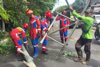 Kondisi sejumlah Damkar saat mengevakuasi pohon Kapuk yang tumbang dan tiang rambu di Jalan Raya Bogor, Kelurahan Susukan, Kecamatan Ciracas, Jakarta Timur, pada Kamis (12/12/2024) siang. Foto: Ist