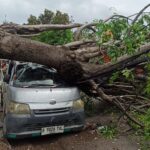 Kondisi satu unit mobil bak ringsek tertimpa pohon Angsana hingga menutup akses Jalan Tambun Rengas, Kampung Gempol, Kelurahan Cakung Timur, Kecamatan Cakung, Jakarta Timur, Selasa (10/12/2024) siang. Foto: Ist