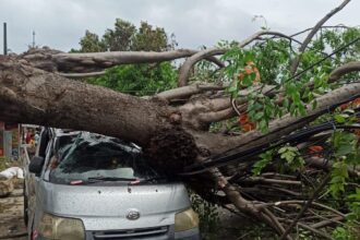 Kondisi satu unit mobil bak ringsek tertimpa pohon Angsana hingga menutup akses Jalan Tambun Rengas, Kampung Gempol, Kelurahan Cakung Timur, Kecamatan Cakung, Jakarta Timur, Selasa (10/12/2024) siang. Foto: Ist