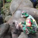 Molly Gajah Bali Zoo ditemukan tewas di sungai kawasan Desa Guwang, Kecamatan Sukawati, Gianyar, Bali. Foto: Tangkap Layar IG @balichennel