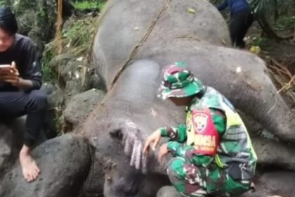 Molly Gajah Bali Zoo ditemukan tewas di sungai kawasan Desa Guwang, Kecamatan Sukawati, Gianyar, Bali. Foto: Tangkap Layar IG @balichennel