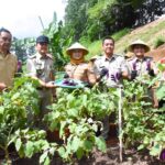 Pelaksana Tugas (Plt) Wali Kota Administrasi Jakarta Timur, Iin Mutmainnah (Memakai topi caping) dan jajaran saat memanen sayuran di lahan urban farming sepanjang bantaran KBT di Jalan Rumah Sakit (RS) Soekamto, Pondok Kopi, Duren Sawit, pada Senin (13/1/2025). Foto: Ist