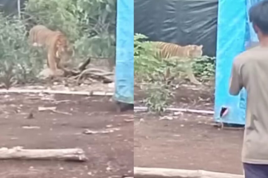 Harimau Sumatera melintas mengagetkan warga di Desa Sorek, Kecamatan Ukui, Kabupaten Pelalawan. Foto: tangkap layar IG @medsoszone