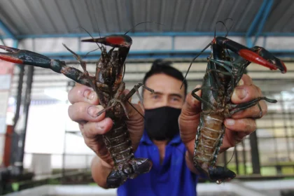 budidaya lobster