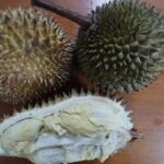 Buah durian bermanfaat bagi tubuh. Buah ini mengandung karbohidrat, serat, mineral, antioksidan dan lemak yang membantu menurunkan kadar kolesterol jahat. Foto: Joesvicar Iqbal/ipol.id