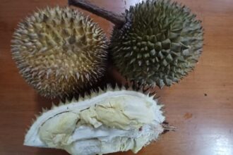 Buah durian bermanfaat bagi tubuh. Buah ini mengandung karbohidrat, serat, mineral, antioksidan dan lemak yang membantu menurunkan kadar kolesterol jahat. Foto: Joesvicar Iqbal/ipol.id