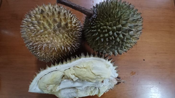 Buah durian bermanfaat bagi tubuh. Buah ini mengandung karbohidrat, serat, mineral, antioksidan dan lemak yang membantu menurunkan kadar kolesterol jahat. Foto: Joesvicar Iqbal/ipol.id