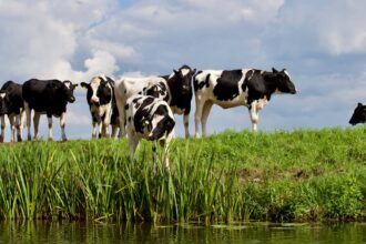 Ilustrasi sapi indukan. Foto: Matthias Zomer / pexels