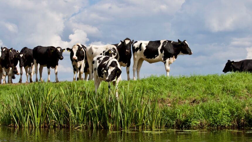 Ilustrasi sapi indukan. Foto: Matthias Zomer / pexels