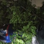 Kondisi tiga unit mobil tertimpa pohon Angsana yang tumbang hingga menutup akses Jalan Kampung Sumur, RT 01/ RW 13, Kelurahan Jatinegara, Kecamatan Cakung, Jakarta Timur, Senin (6/1/2025) malam. Foto: Ist