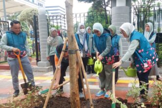 Penanaman pohon Tabebuya di sepanjang jalur hijau Jalan Senen Raya, Pasar Baru, Sawah Besar. Foto: Ist