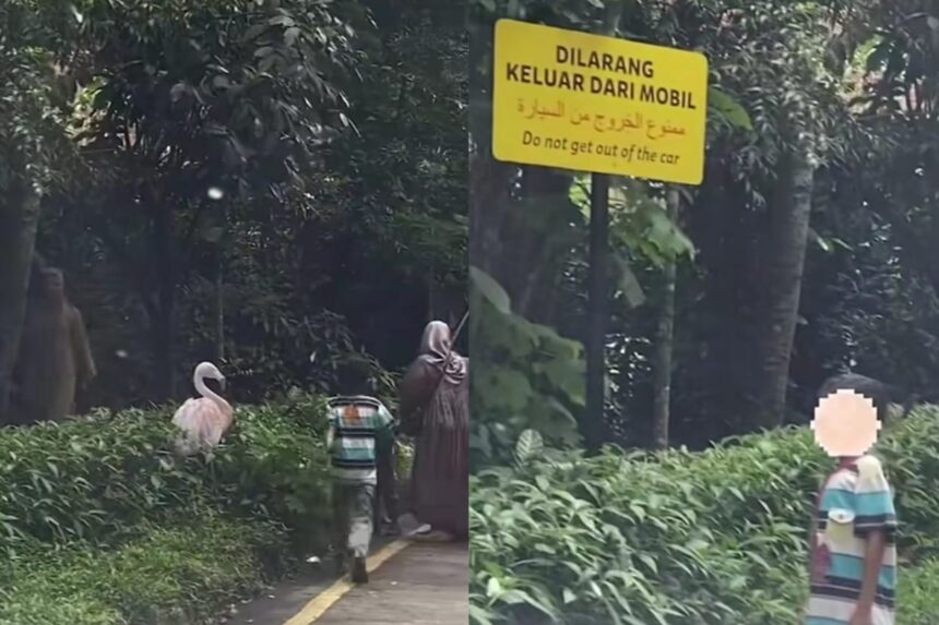 Pengunjung Taman Safari Bogor nekat keluar mobil. Foto: Tangkap layar IG @info_jabodetabek