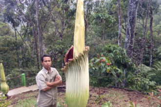 Holidin, penggerak pelestarian di Taman Konservasi Puspa Langka Tebat Monok, Kepahiang, Bengkulu. Foto: Dok pribadi/VoA