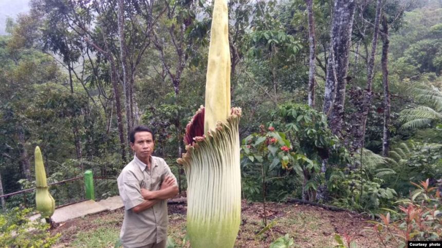 Holidin, penggerak pelestarian di Taman Konservasi Puspa Langka Tebat Monok, Kepahiang, Bengkulu. Foto: Dok pribadi/VoA