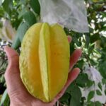 Buah belimbing/Carambola fruit/Star fruit paling populer bermanfaat untuk membantu menurunkan tekanan darah tinggi (hipertensi). Foto: Joesvicar Iqbal/ipol.id