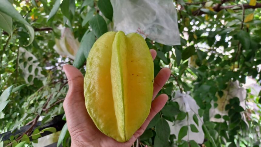 Buah belimbing/Carambola fruit/Star fruit paling populer bermanfaat untuk membantu menurunkan tekanan darah tinggi (hipertensi). Foto: Joesvicar Iqbal/ipol.id