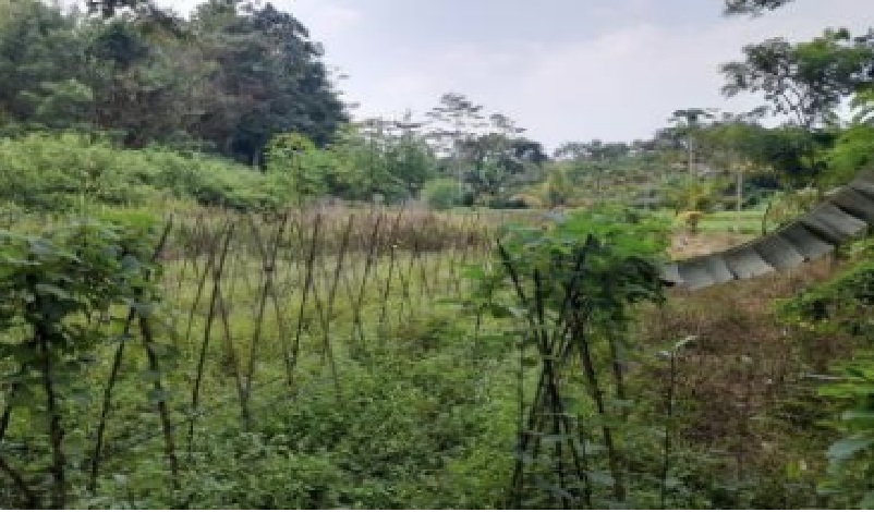 Salah satu bidang tanah yang dilelang terletak di Kabupaten Lebak, Provinsi Banten. Foto: Puspenkum Kejaksaan Agung