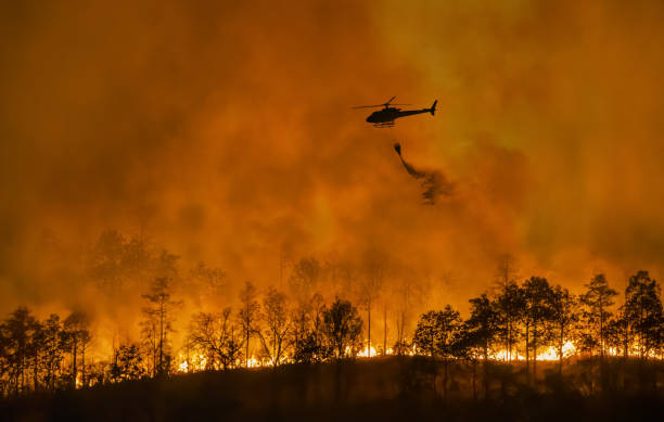 Ilustrasi, kebakaran hutan. Foto: Istock @Toa55