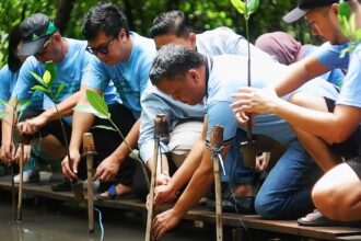 Komunitas Mangrove Jakarta kembali melakukan penanaman 100 bibit mangrove jenis Rhizophora mucronata di kawasan Ekowisata Mangrove Pantai Indah Kapuk (PIK). (Alidrian Fahwi/ipol.id)