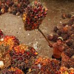 Ilustrasi. Kelapa Sawit. Foto: Dinas Perkebunan Prov Kaltim