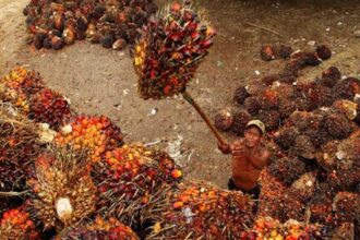 Ilustrasi. Kelapa Sawit. Foto: Dinas Perkebunan Prov Kaltim