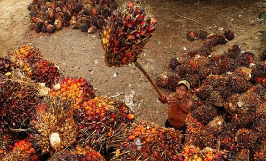 Ilustrasi. Kelapa Sawit. Foto: Dinas Perkebunan Prov Kaltim