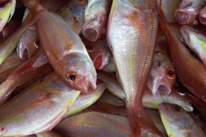 Ikan adalah salah satu sumber protein hewani terbaik. Foto: pexels/pixabay