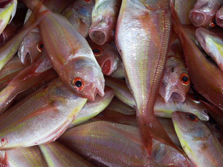 Ikan adalah salah satu sumber protein hewani terbaik. Foto: pexels/pixabay