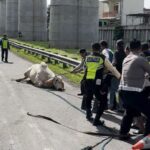 Petugas mengamankan sapi yang lepas di Tol Cikampek. Foto: Ist