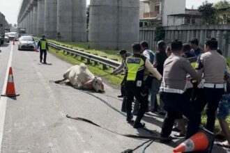 Petugas mengamankan sapi yang lepas di Tol Cikampek. Foto: Ist