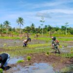 Serka Julkarnain, Babinsa Koramil 1709-03/Warbah Kodim 1709/Yawa, tampak ikut turun langsung ke lumpur membantu para petani menanam padi di Kampung Ruambak Jaya, Distrik Oudate, Kabupaten Waropen, Jumat (28/2/2025). Foto: Dispenad