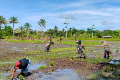 Serka Julkarnain, Babinsa Koramil 1709-03/Warbah Kodim 1709/Yawa, tampak ikut turun langsung ke lumpur membantu para petani menanam padi di Kampung Ruambak Jaya, Distrik Oudate, Kabupaten Waropen, Jumat (28/2/2025). Foto: Dispenad
