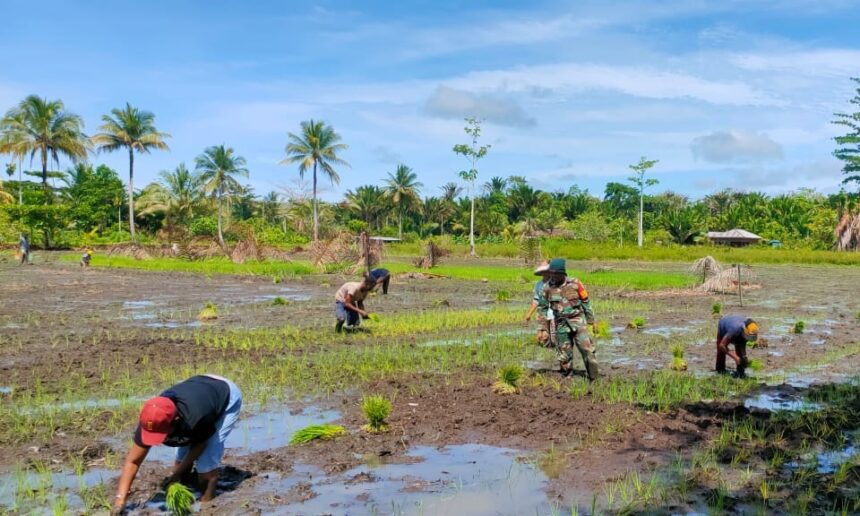 Serka Julkarnain, Babinsa Koramil 1709-03/Warbah Kodim 1709/Yawa, tampak ikut turun langsung ke lumpur membantu para petani menanam padi di Kampung Ruambak Jaya, Distrik Oudate, Kabupaten Waropen, Jumat (28/2/2025). Foto: Dispenad