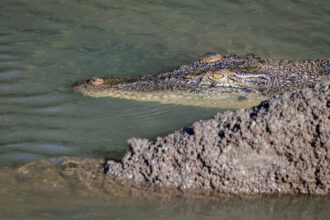 Ilustrasi, Buaya terkam seorang pria di Sungai Pelogor, Desa Manubar Dalam, Kecamatan Sandaran, Kabupaten Kutai Timur (Kutim). Foto: Istock @JensenChua