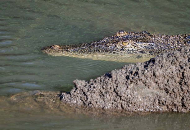 Ilustrasi, Buaya terkam seorang pria di Sungai Pelogor, Desa Manubar Dalam, Kecamatan Sandaran, Kabupaten Kutai Timur (Kutim). Foto: Istock @JensenChua