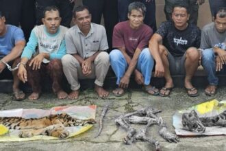 Enam pelaku bersama barang bukti kulit harimau yang sebelumnya dijerat dan dibunuh di Kecamatan Rokan IV Koto, Kabupaten Rokan Hulu. Foto: X @catchmeupco