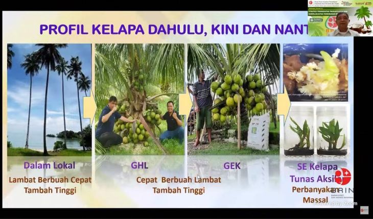 Menurut Statistik Perkebunan 2022-2024 dari Ditjenbun Kementerian Pertanian luas areal kelapa pada 2017 3.493.231 ha, menjadi 3.336.183 ha berarti berkurang 147.048 ha. Foto: BRIN