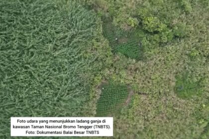 Ladang ganja di Taman Nasional Bromo Tengger Semeru. Foto: TikTok @PendakiIndonesia