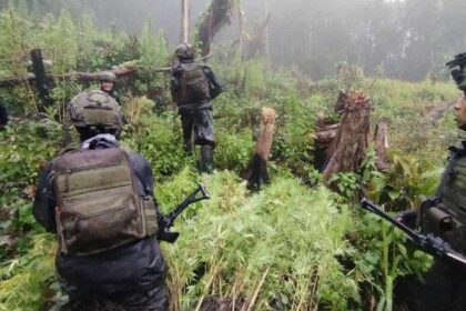 ladang ganja pegunungan papua