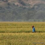 Tampak petani berjalan di antara hamparan padi yang sudah menguning. Foto: Kemenkeu