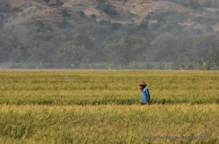 Tampak petani berjalan di antara hamparan padi yang sudah menguning. Foto: Kemenkeu