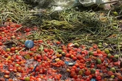 Petani di Bengkulu buang sayuran hasil panen. Foto: Instagram @bengkuluinfo