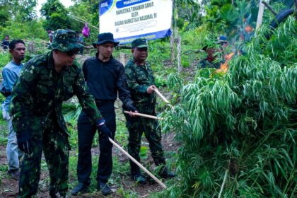 Deputi Pemberantasan BNN RI, Irjen Pol I Wayan Sugiri bersama tim gabungan BNN Pusat, BNN Provinsi Aceh, TNI, Polri, Satpol PP, Kejaksaan Tinggi Aceh, Direktorat Jenderal Bea dan Cukai, Dinas Pertanian, dan Dinas Kehutanan, dalam giat pemusnahan tanaman ganja di dua lahan di Kabupaten Aceh Besar, Provinsi Aceh, pada Kamis (24/4/2025). Foto: Ist