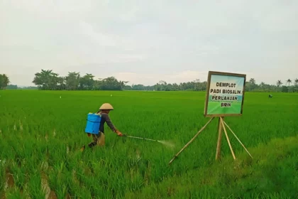 SIG sukses uji coba Padi varietas Biosalin 2 di Cilacap. Foto: Dok. SIG
