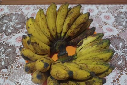 Pisang susu memiliki rasa yang manis, tekstur daging lembut dan creamy, jenis ini cukup populer. Kulit jenis pisang ini memiliki banyak bintik hitam pada bagian luarnya. Foto: Joesvicar Iqbal/ipol.id
