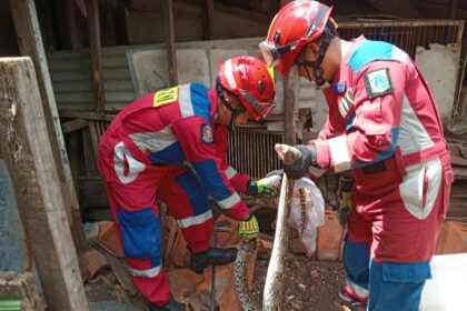 Dua petugas Damkar Jakarta Timur, berhasil menangkap ular sanca dari dalam kandang ayam milik warga di Jalan Kerja Bakti, No. 14, RT 003 RW 007, Kelurahan/Kecamatan Makasar, pada Jumat (18/4/2025). Foto: Ist