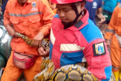 Petugas Sudin Gulkarmat Jakbar mengevakuasi ular Sanca di pemukiman warga Kelurahan Pekojan, Tambora. Foto: Ist